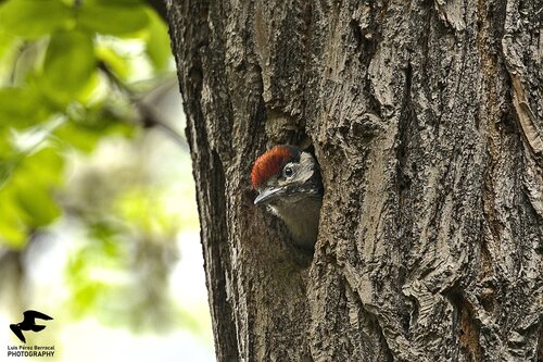 Great Spotted Woodpecker