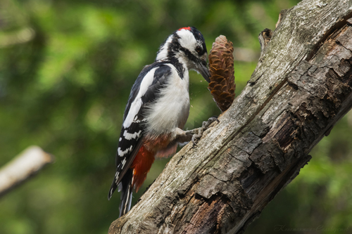 Great Spotted Woodpecker