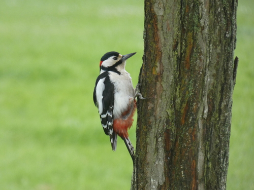 Great Spotted Woodpecker