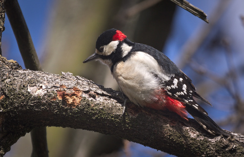 Great Spotted Woodpecker