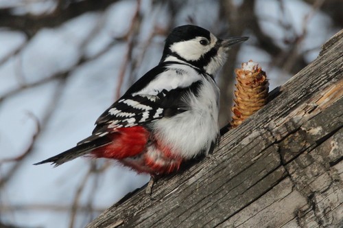Great Spotted Woodpecker