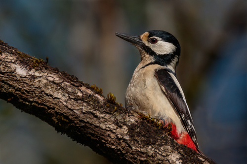 Great Spotted Woodpecker