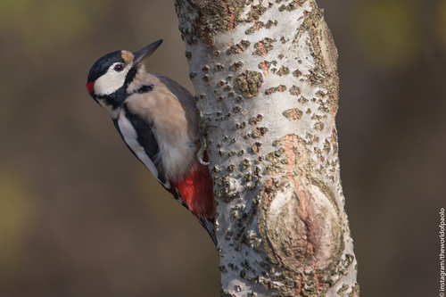 Great Spotted Woodpecker