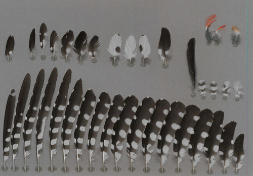 Great Spotted Woodpecker