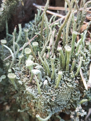 Trumpet Lichen