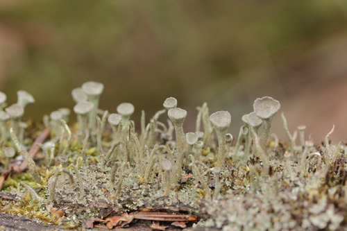 Trumpet Lichen