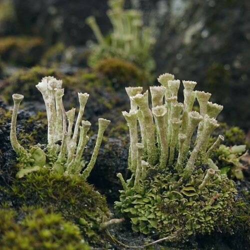 Trumpet Lichen