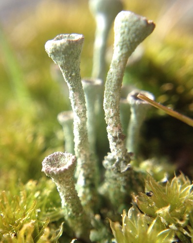 Trumpet Lichen
