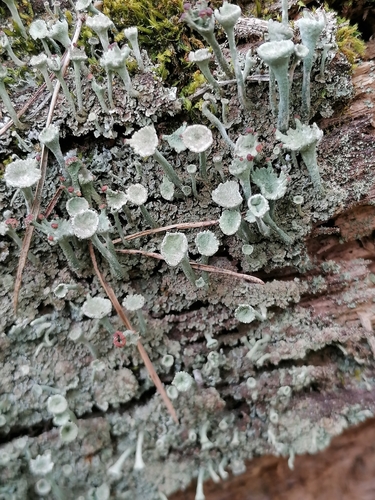 Trumpet Lichen