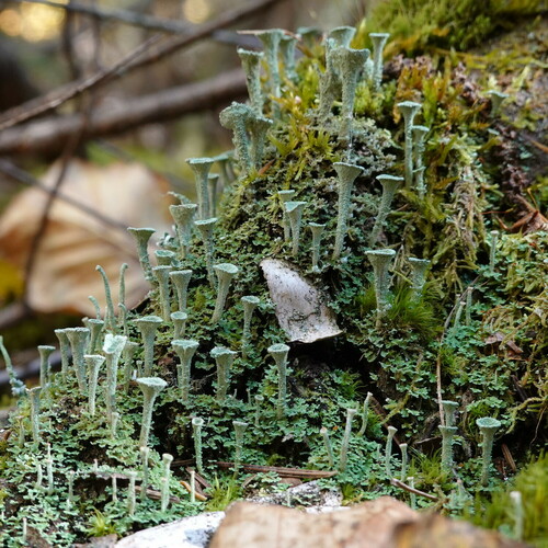 Trumpet Lichen