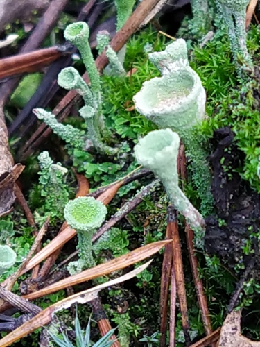 Trumpet Lichen