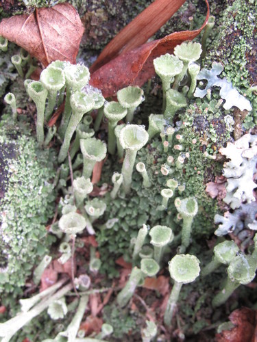 Trumpet Lichen