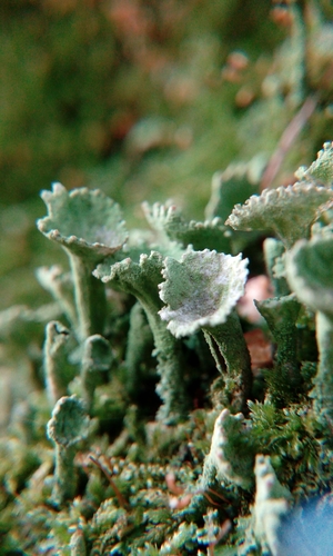 Trumpet Lichen
