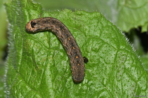 Variegated Cutworm Moth