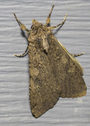 Variegated Cutworm Moth
