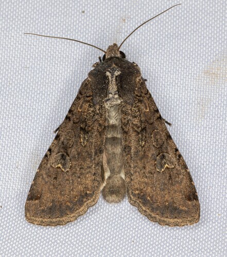 Variegated Cutworm Moth