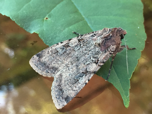 Variegated Cutworm Moth