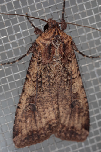 Variegated Cutworm Moth