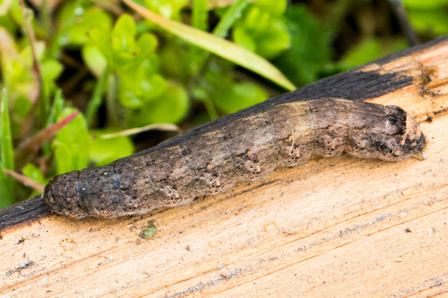 Variegated Cutworm Moth