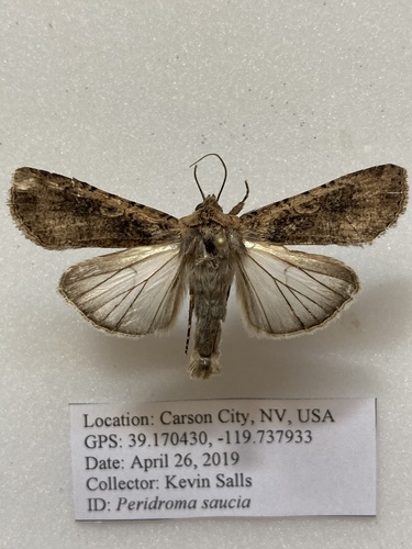 Variegated Cutworm Moth
