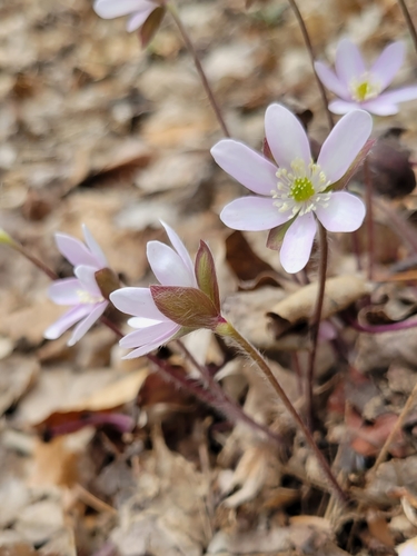 sharp-lobed hepatica
