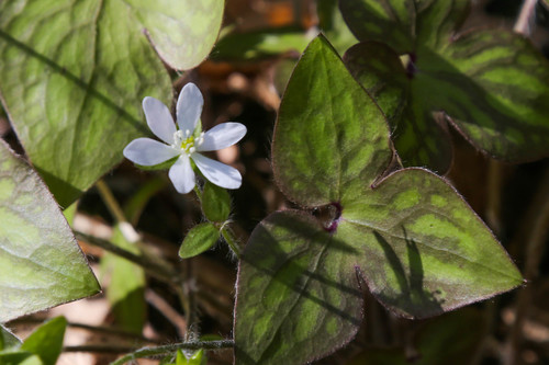 sharp-lobed hepatica