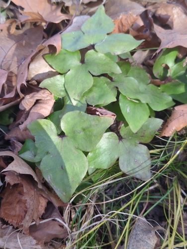 sharp-lobed hepatica