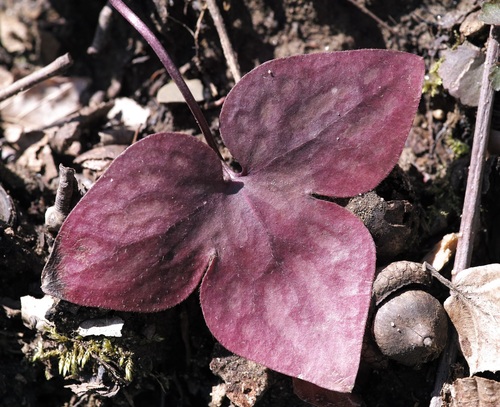 sharp-lobed hepatica