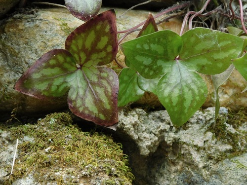 sharp-lobed hepatica