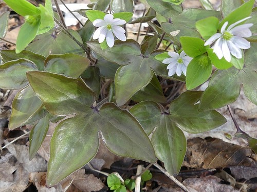 sharp-lobed hepatica