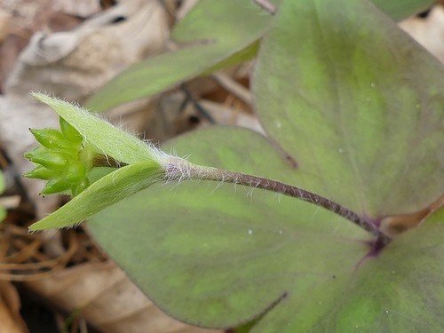 sharp-lobed hepatica