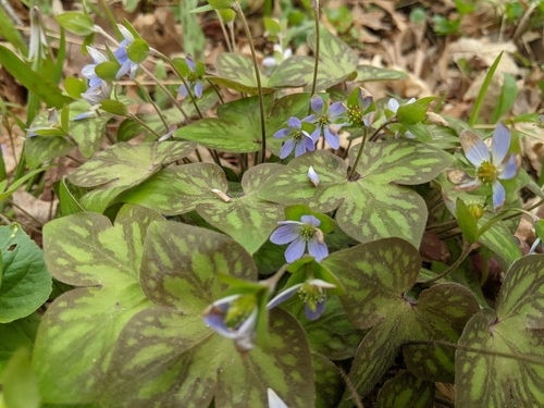 sharp-lobed hepatica
