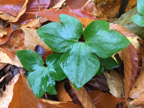 sharp-lobed hepatica