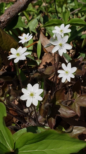 sharp-lobed hepatica