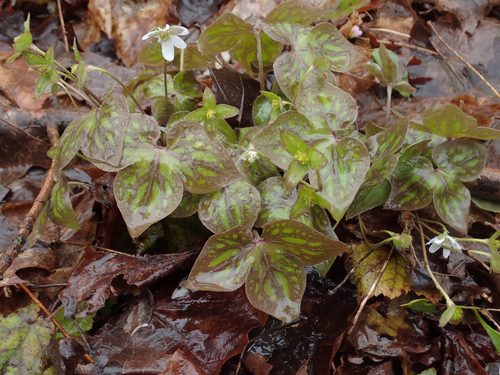 sharp-lobed hepatica