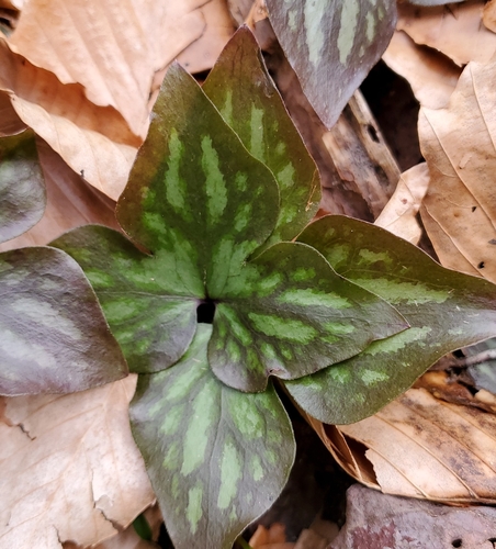 sharp-lobed hepatica