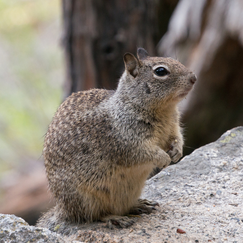 California Ground Squirrel