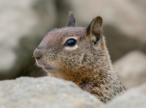 California Ground Squirrel