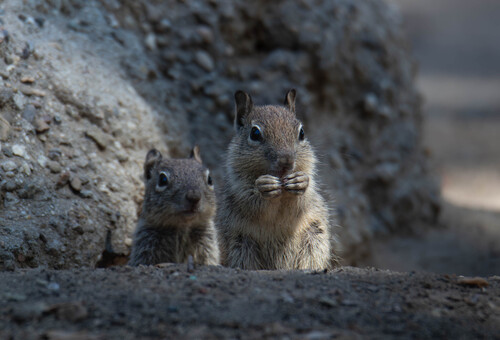 California Ground Squirrel
