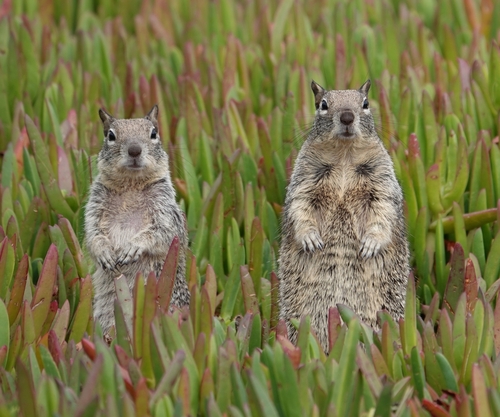California Ground Squirrel