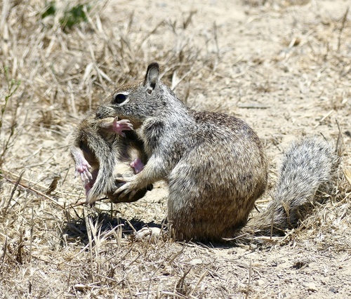 California Ground Squirrel