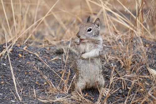 California Ground Squirrel