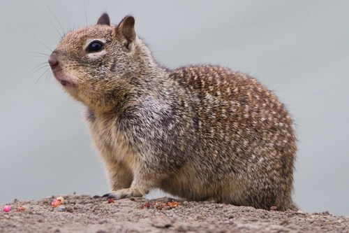 California Ground Squirrel