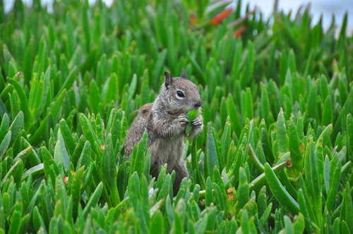 California Ground Squirrel