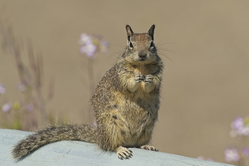 California Ground Squirrel