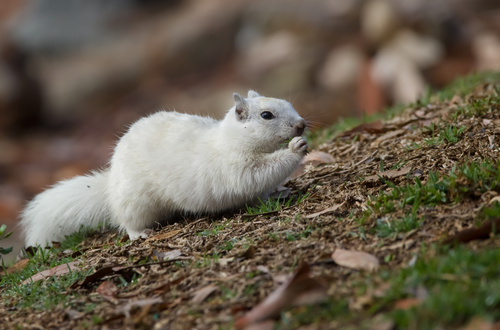 California Ground Squirrel