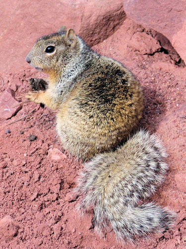 Rock Squirrel