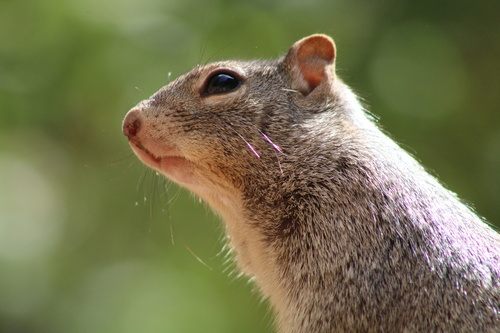 Rock Squirrel