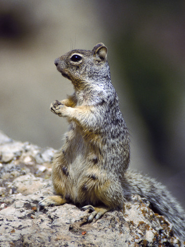 Rock Squirrel