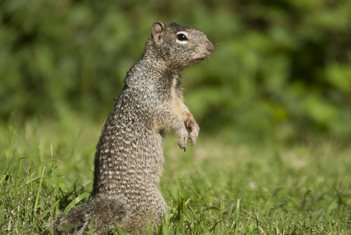 Rock Squirrel